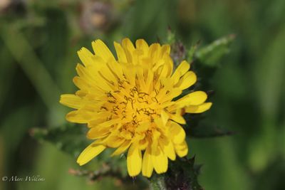 Dubbelkelk (Picris echioides)