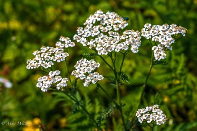 Duizendblad (Achillea millefolium)