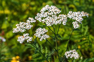 Duizendblad (Achillea millefolium)