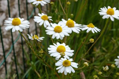 Echte kamille (Matricaria chamomilla)