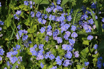 Ereprijs Veronica spec.