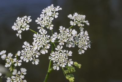 Fluitenkruid (Anthriscus sylvestris)