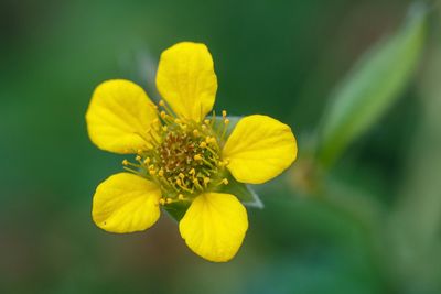 Geel nagelkruid (Geum urbanum)