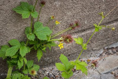 Geel nagelkruid (Geum urbanum)