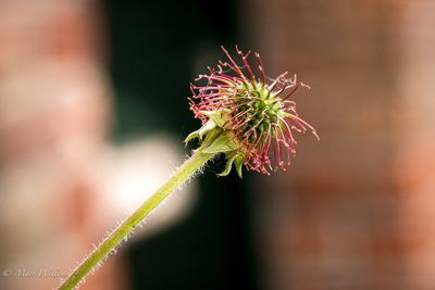 Geel nagelkruid (Geum urbanum)