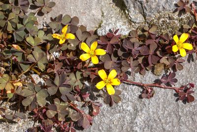 Gehoornde klaverzuring (Oxalis corniculata)