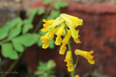 Gele helmbloem (Pseudofumaria lutea, synoniem: Corydalis lutea)