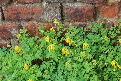 Gele helmbloem (Pseudofumaria lutea, synoniem: Corydalis lutea)