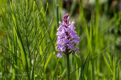 Gevlekte orchis (Dactylorhiza maculata)