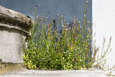 Kleine veldkers (Cardamine hirsuta)