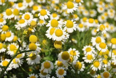 Echte kamille (Matricaria chamomilla)