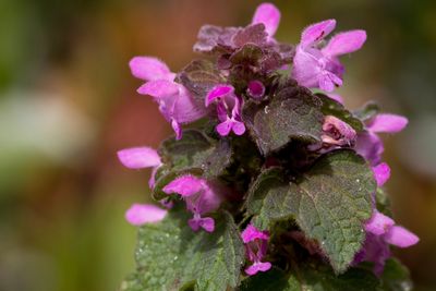 Paarse dovenetel (Lamium purpureum)