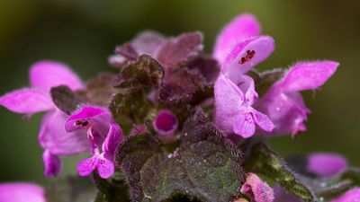 Paarse dovenetel (Lamium purpureum)
