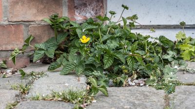 Schijnaardbei (Potentilla indica)