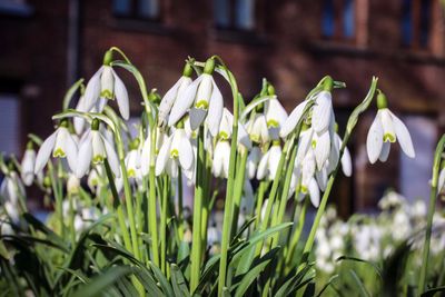 Sneeuwklokje (Galanthus)