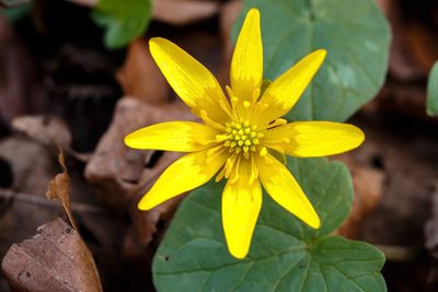 Speenkruid - Ranunculus ficaria (Ficaria verna)