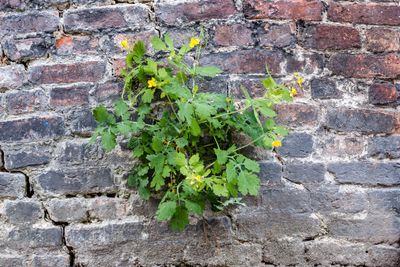 Stinkende gouwe (Chelidonium majus)