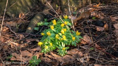 Winterakoniet (Eranthis hyemalis)