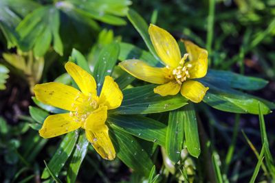 Winterakoniet (Eranthis hyemalis)