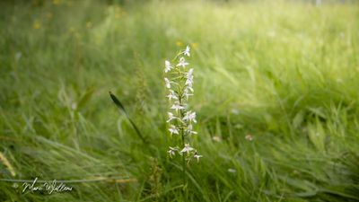 Bergnachtorchis (Platanthera chlorantha)
