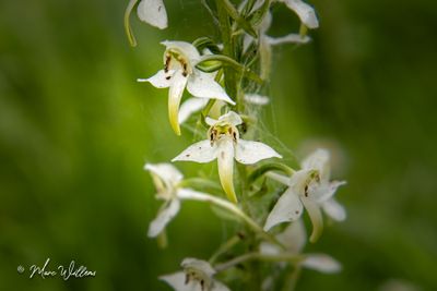 Bergnachtorchis (Platanthera chlorantha)