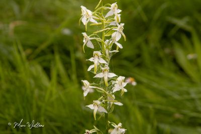 Bergnachtorchis (Platanthera chlorantha)