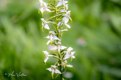 Bergnachtorchis (Platanthera chlorantha)