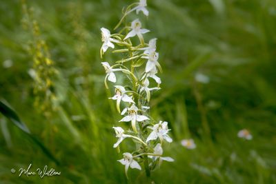 Bergnachtorchis (Platanthera chlorantha)