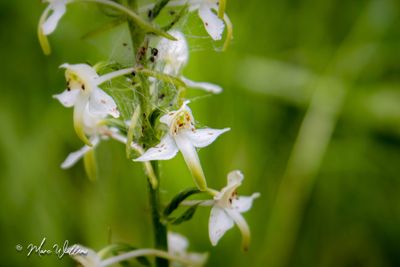 Bergnachtorchis (Platanthera chlorantha)