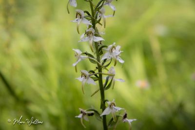 Bergnachtorchis (Platanthera chlorantha)
