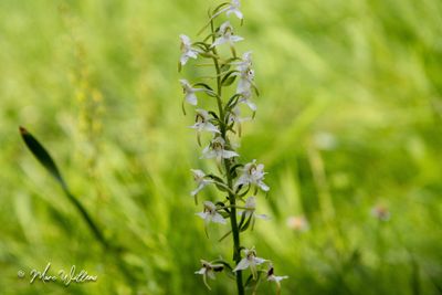 Bergnachtorchis (Platanthera chlorantha)