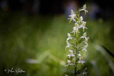 Bergnachtorchis (Platanthera chlorantha)