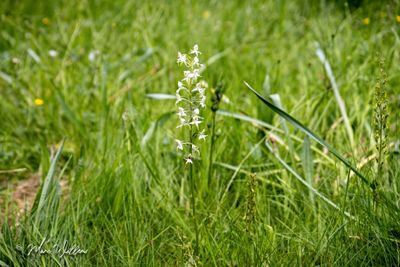 Bergnachtorchis (Platanthera chlorantha)