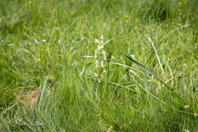 Bergnachtorchis (Platanthera chlorantha)