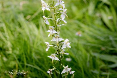 Bergnachtorchis (Platanthera chlorantha)
