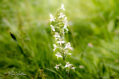 Bergnachtorchis (Platanthera chlorantha)