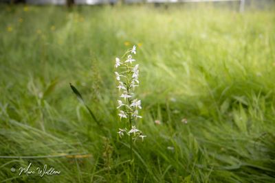 Bergnachtorchis (Platanthera chlorantha)