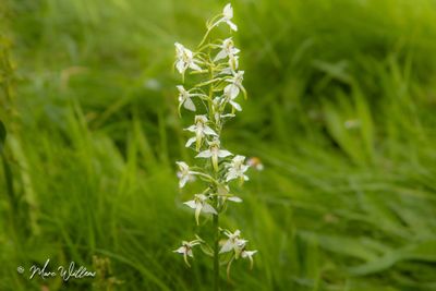 Bergnachtorchis (Platanthera chlorantha)