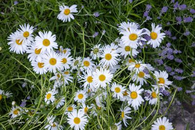 Margriet (Leucanthemum)