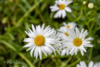 Margriet (Leucanthemum)