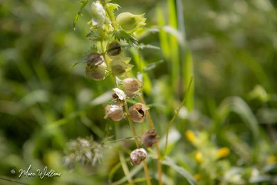 grote ratelaar (Rhinanthus angustifolius)-zaaddoos