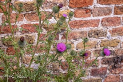 Speerdistel (Cirsium vulgare)