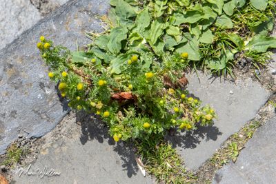 Schijfkamille (Matricaria discoidea)