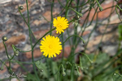 Gewoon biggenkruid (Hypochaeris radicata)