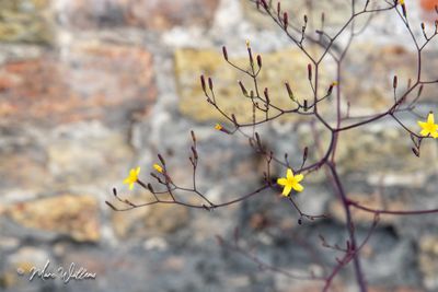 Muursla (Mycelis muralis)