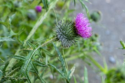 Speerdistel (Cirsium vulgare)