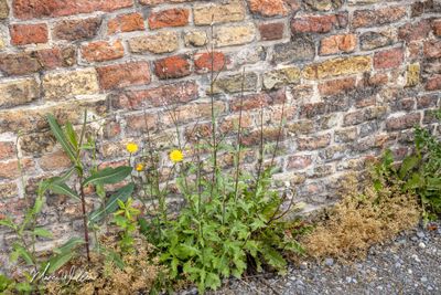 IJzerhard (Verbena officinalis)