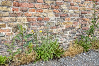 IJzerhard (Verbena officinalis) & kompassla en biggenkruid