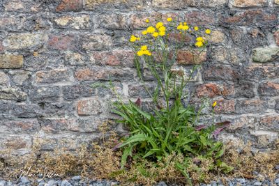 Groot streepzaad (Crepis biennis)