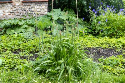 Smalle weegbree (Plantago lanceolata)